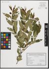 Foto von Salix triandra L.